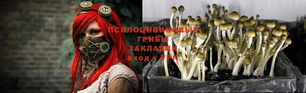 шишки Абинск